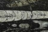 Polished Fossil Orthoceras (Cephalopod) - Morocco #138419-1